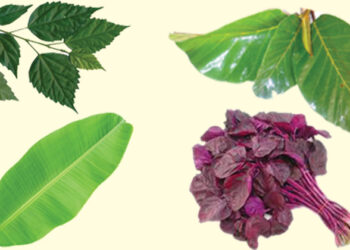 ഇലകള്‍
