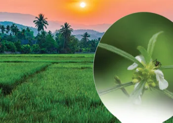 ആടിയറുതിയും ചിങ്ങപ്പുലരിയും