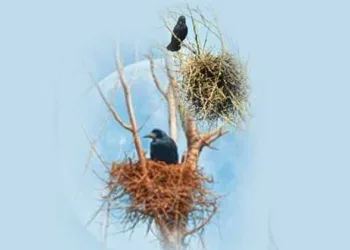 അഴകുള്ള കൂട്