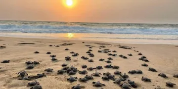 കടലാമ സംരക്ഷണം പാരിസ്ഥിതിക സന്തുലനത്തിന് അനിവാര്യം