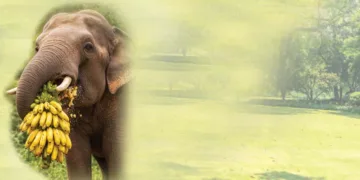 ജിമ്മന്റെ പ്രതിജ്ഞ