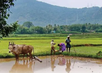 വിഷുവത്തിന്റെ കണിസംസ്‌കൃതി