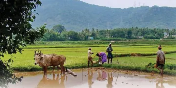 വിഷുവത്തിന്റെ കണിസംസ്‌കൃതി