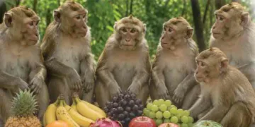 അത്യാഗ്രഹം ആപത്ത്