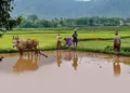 പൂവണിപ്പൊന്നും ചിങ്ങപ്പൂവിളി